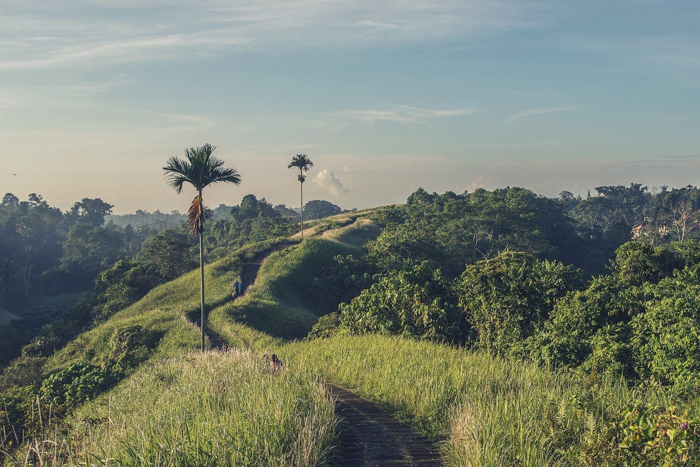 Path along a grassy ridge with palm trees near Ubud, Bali