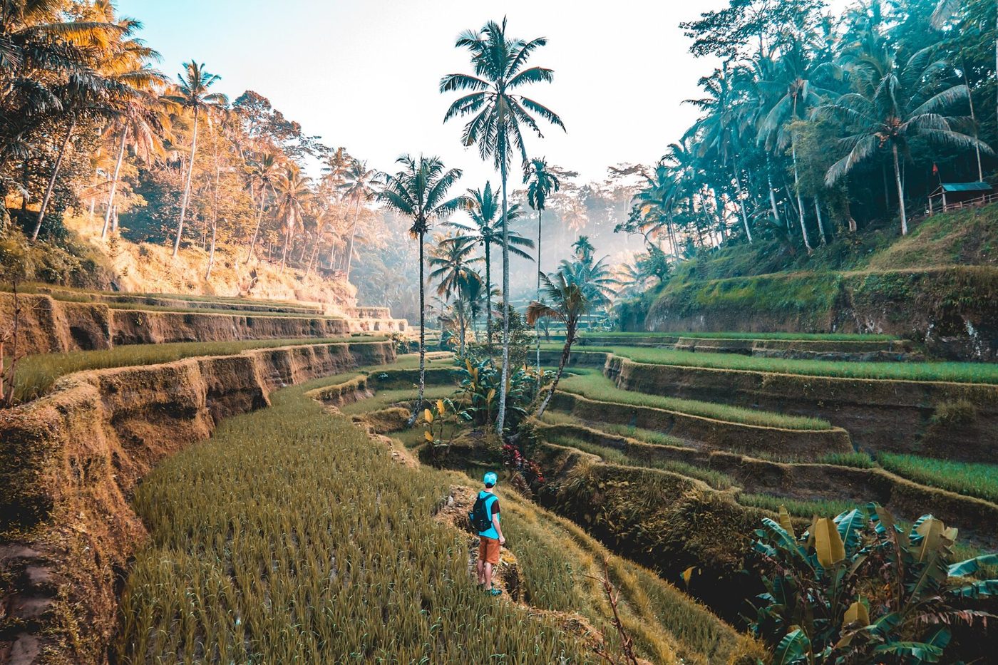 Green rice terraces and palm trees at Tegallalang near Ubud, Bali