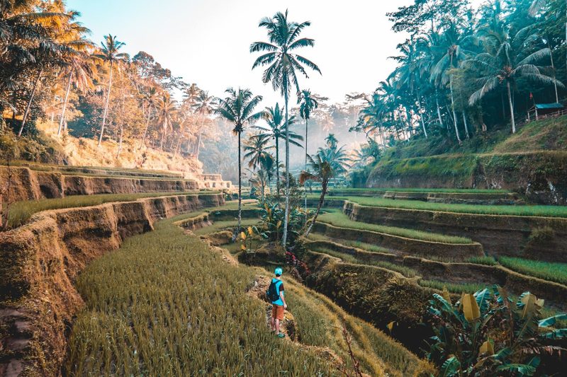 Green rice terraces and palm trees at Tegallalang near Ubud, Bali